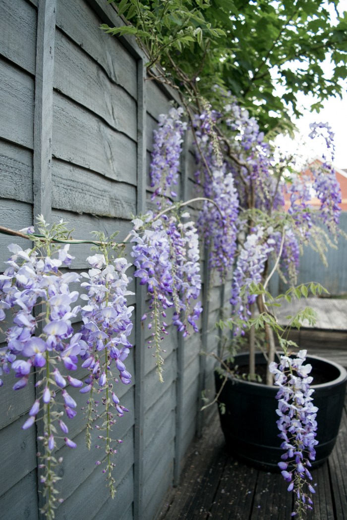 wisteria